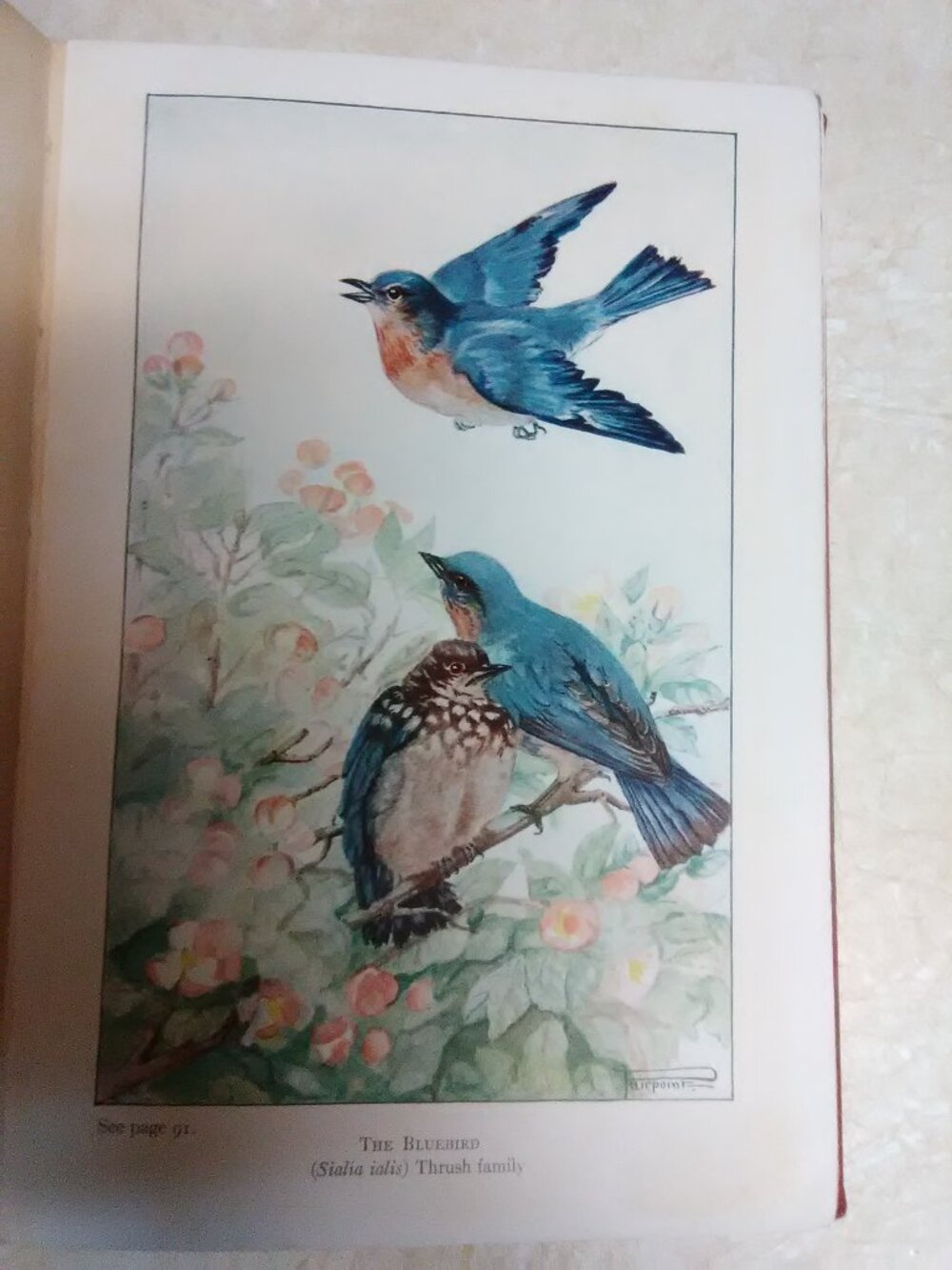 The Bird Book Bird Neighbors - Neltje Blanchan - 32 color illustrations - 1932 -